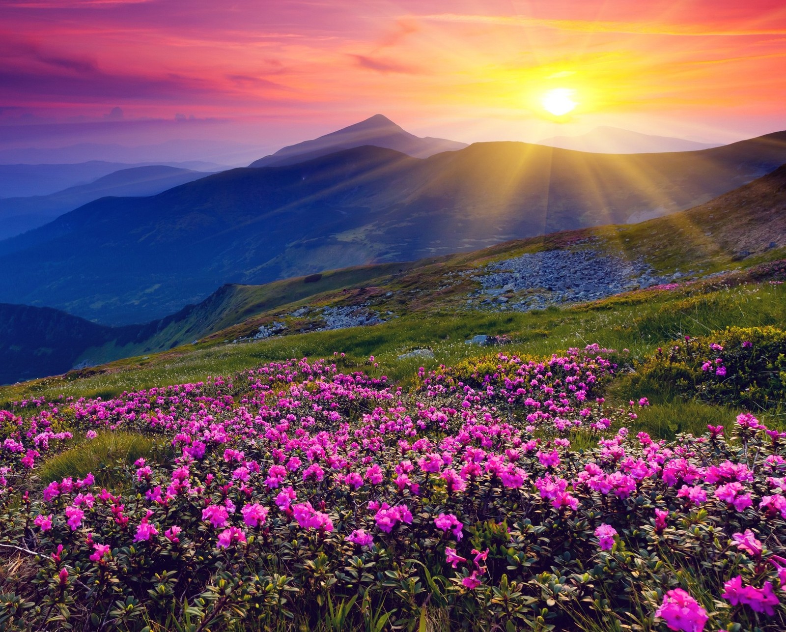 Un beau coucher de soleil sur une montagne avec des fleurs roses (beau, champ, fleurs, nature, rose)