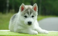 animales, cachorro, husky