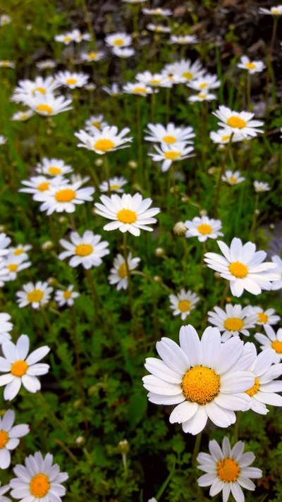 Margaridas vibrantes em flor