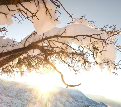 algerien, guenzet, kabyle, natur, schnee