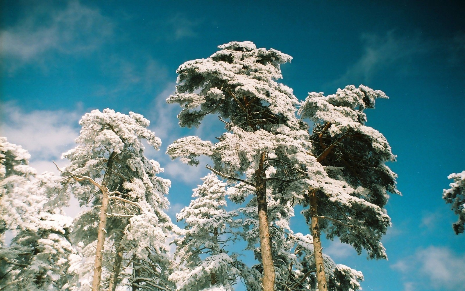 There are many snow covered trees in the snow on a sunny day (pine, tree, winter, snow, branch)