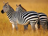 Zebras Grazing in the Savanna Grasslands