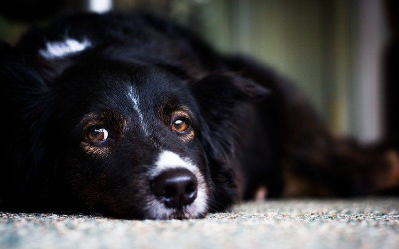 Черная собака лежит на полу (бордер колли, border collie, щенок, порода собак, нос)