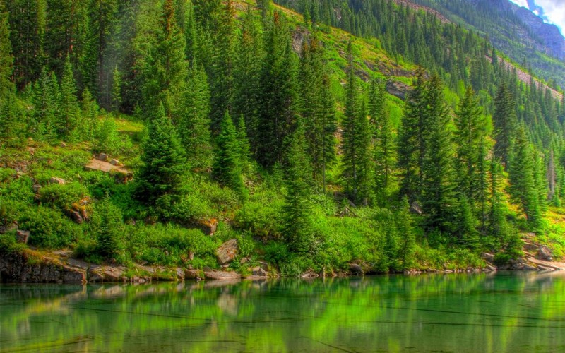 Крупный план водоема возле леса (природа, марун беллс, maroon bells, растительность, отражение)