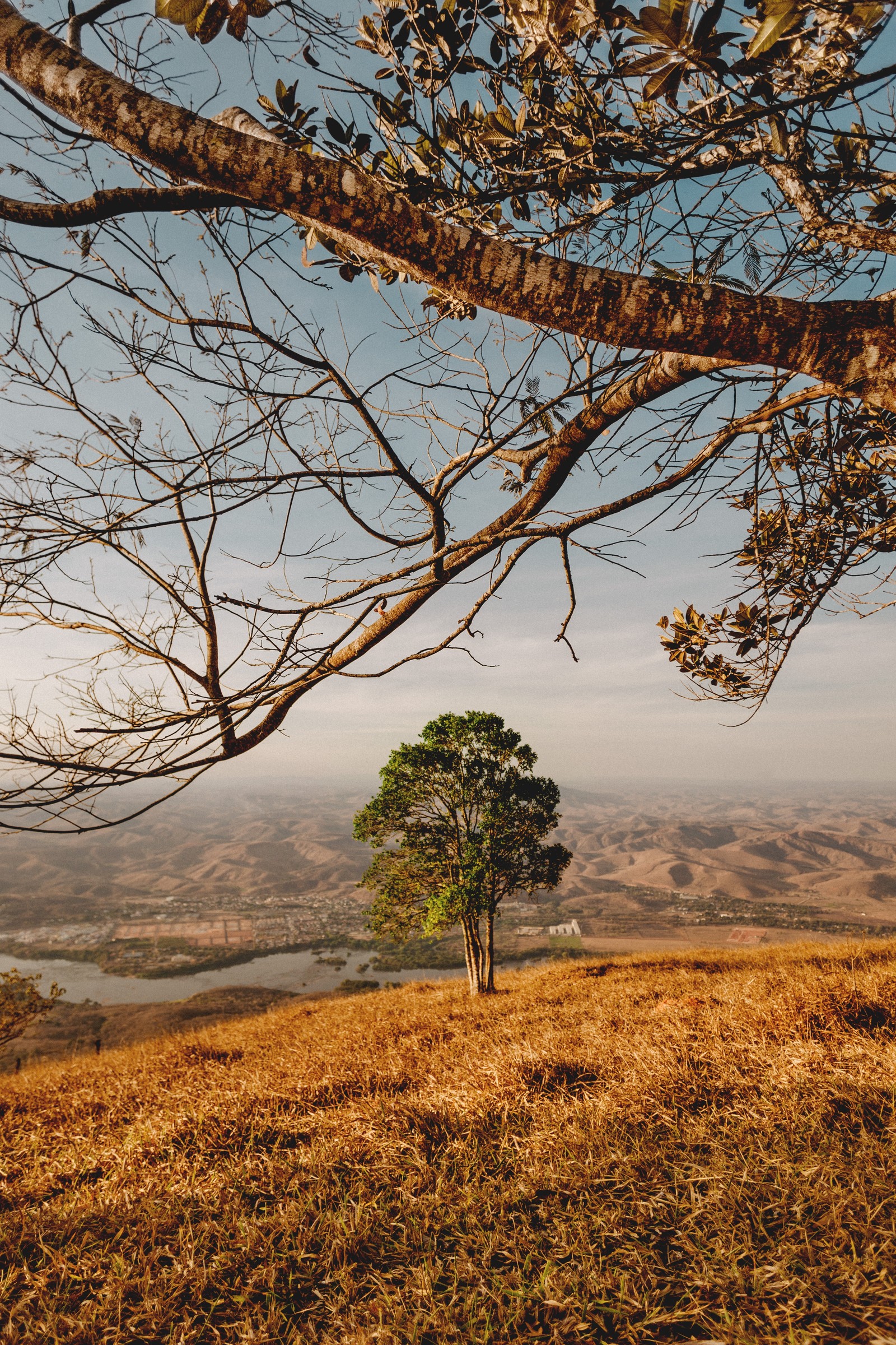 Uma árvore solitária em uma colina com vista para um lago (planta lenhosa, árvore, paisagem natural, natureza, ramo)