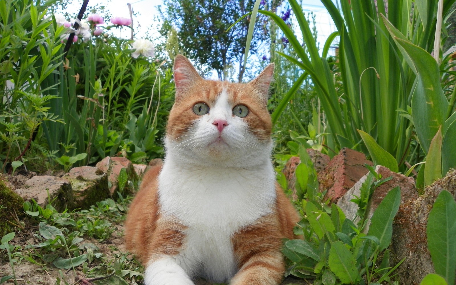 Descargar fondo de pantalla gato europeo de pelo corto, planta, gatos de tamaño pequeño a mediano, fauna, familia de hierbas