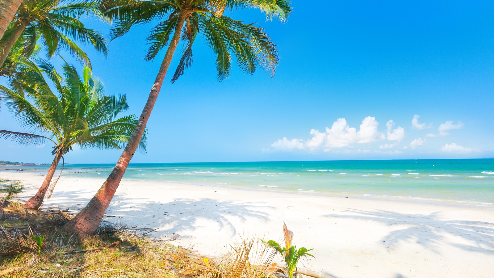 Vue d'une plage avec des palmiers et un ciel bleu clair (plage, palmiers, mer, tropiques, palmier)