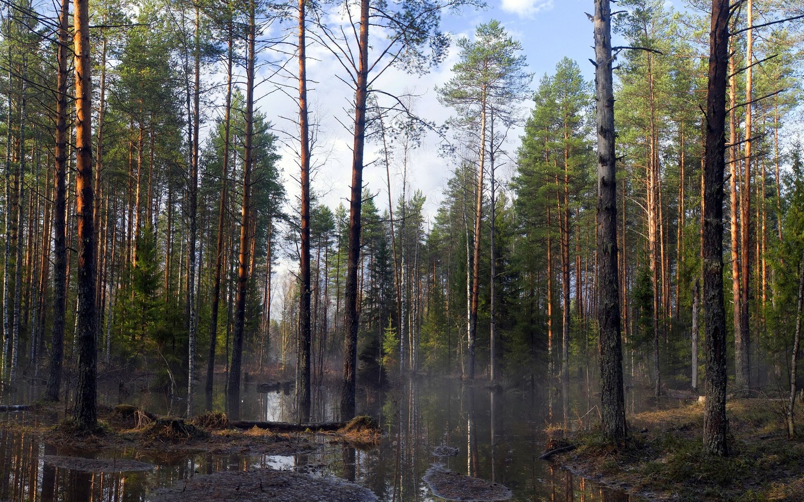 A view of a swamp with trees and a small stream (tree, forest, nature, nature reserve, temperate coniferous forest)