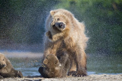 Urso pardo brincando com os filhotes em um riacho espirrando