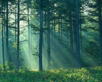 Forêt de Sapins Ensoleillée : Un Écosystème Forestier Tranquille