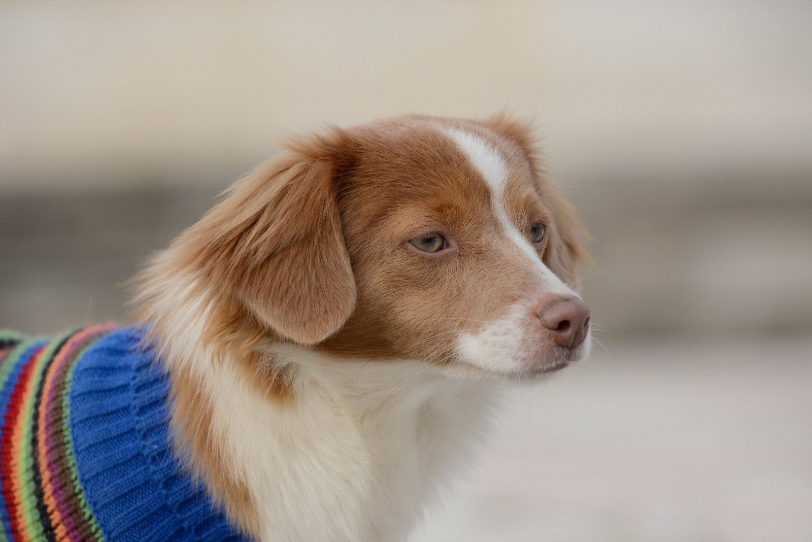 Há um cachorro que está usando um suéter em uma coleira (cachorro, retriever da nova escócia, cavalier king charles spaniel, cocker spaniel inglês, raça de cachorro)