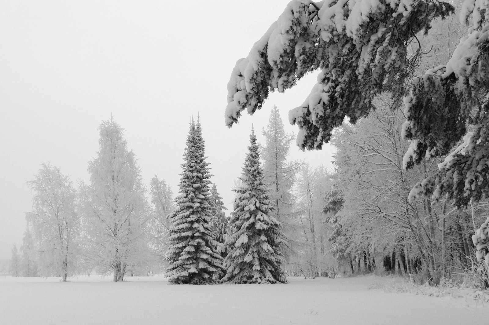 Arafed view of a snowy field with trees and snow (snow, winter, tree, freezing, monochrome)