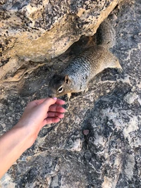 ciência, biologia, animal terrestre, pele, focinho