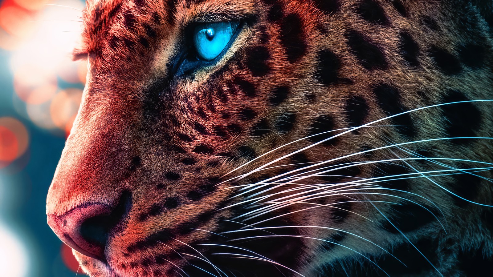 cheetah, animals, eyes wallpaper