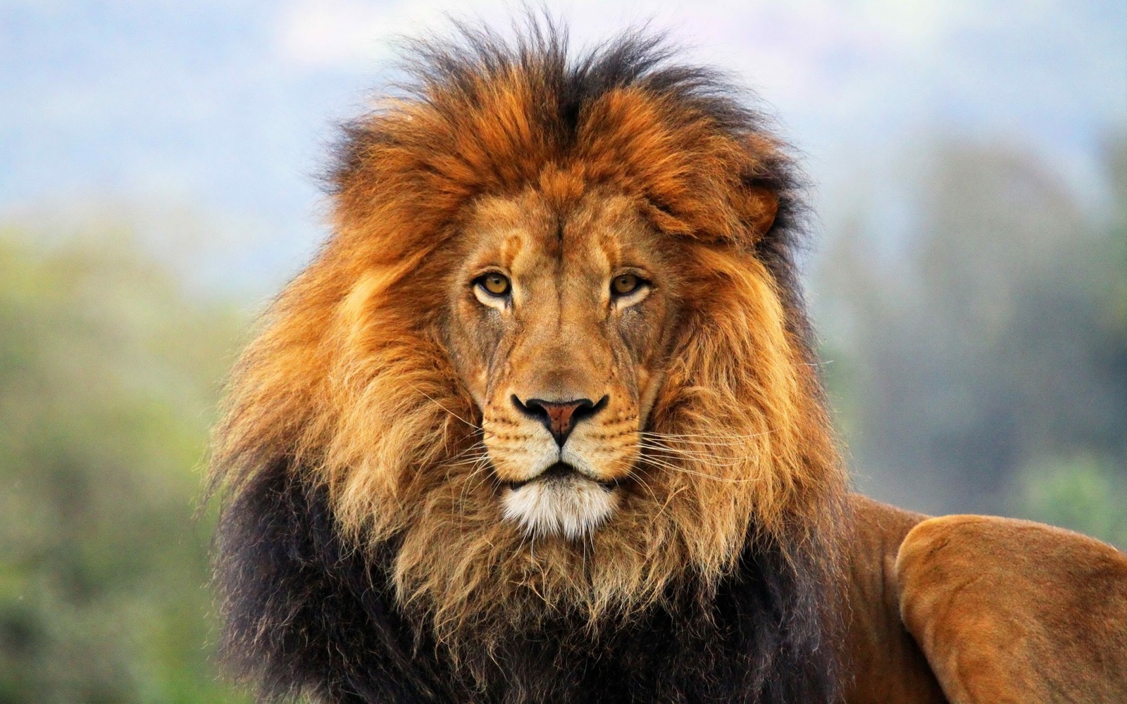 Gros plan d'un lion avec une très longue crinière (le lion, faune, lion massaï, animal terrestre, crinière)