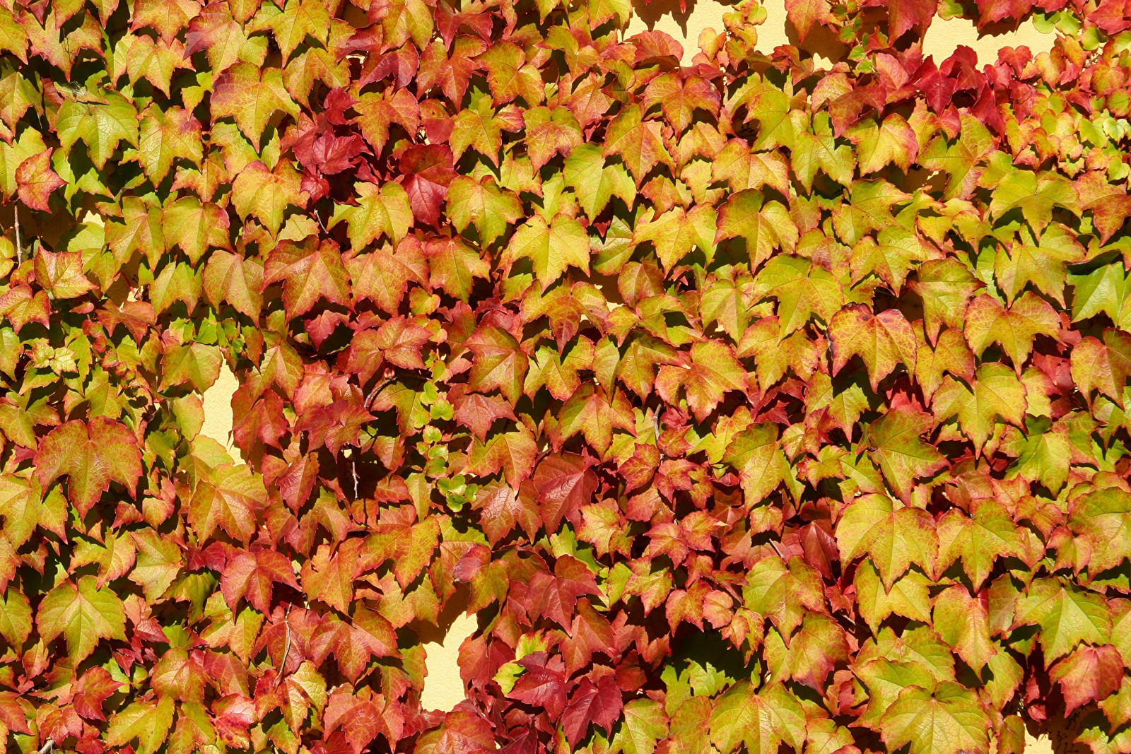 Arafed leaves on a wall with a fire hydrant in the foreground (leaf, autumn, texture, plant, deciduous)