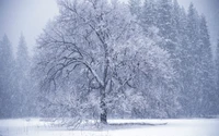 Snow-covered tree in a winter blizzard amidst a frosty landscape.