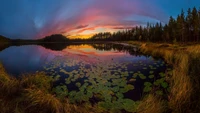 Reflexões do crepúsculo em um lago sereno com lírios