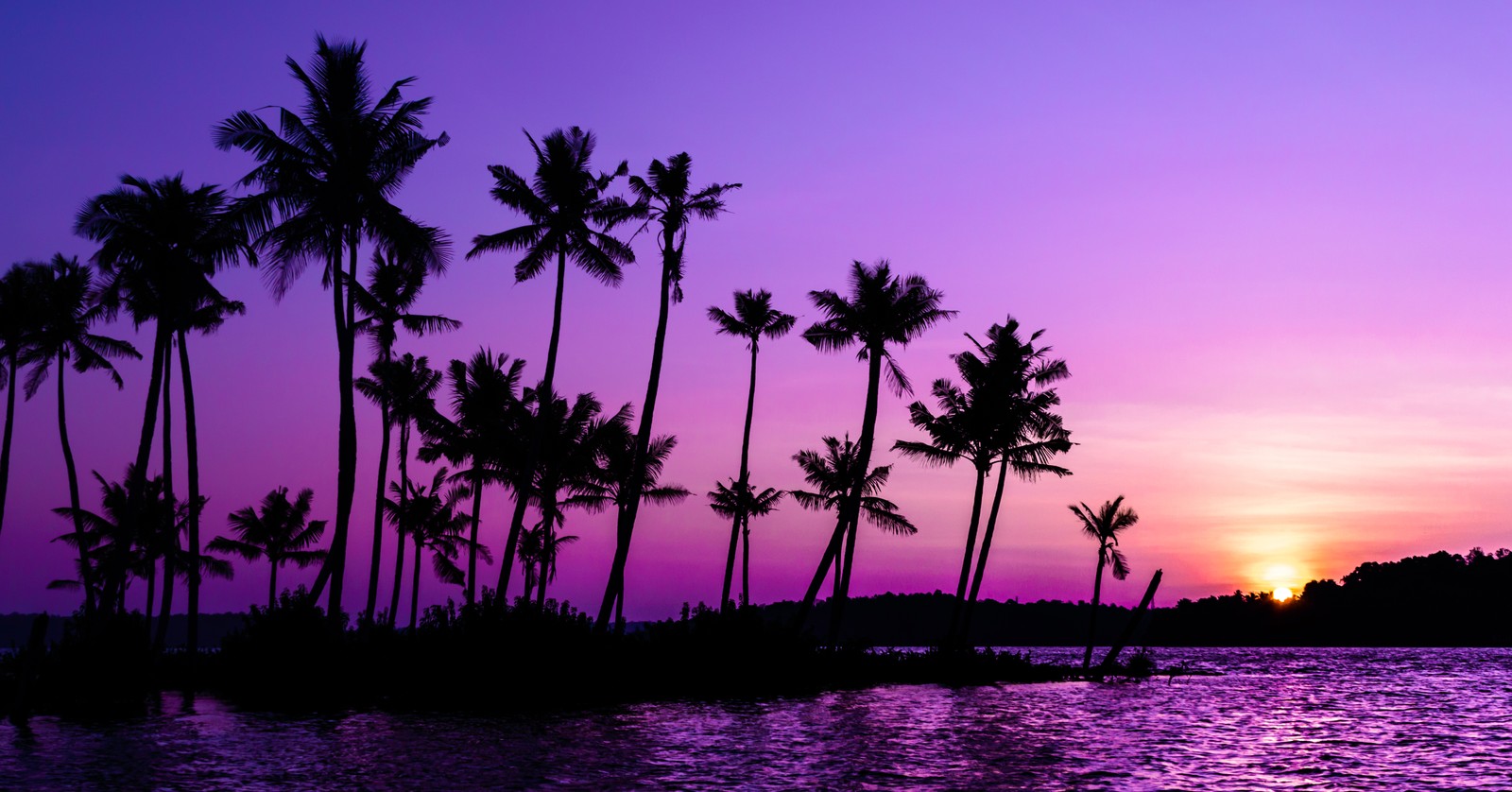 Un coucher de soleil violet sur un plan d'eau avec des palmiers au premier plan (lever de soleil violet, ciel dégagé, palmiers, paysage, backwaters)