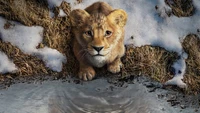 Lion cub gazing into a reflective pool surrounded by snow and grass.