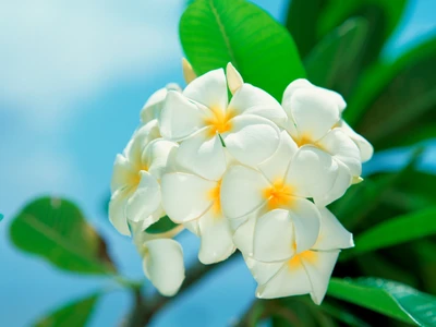 Frangipani-Blüten gegen einen hellen Himmel