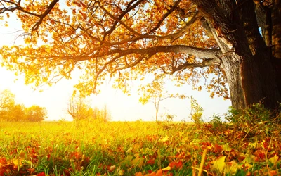 otoño, naturaleza, árbol, hoja, amarillo