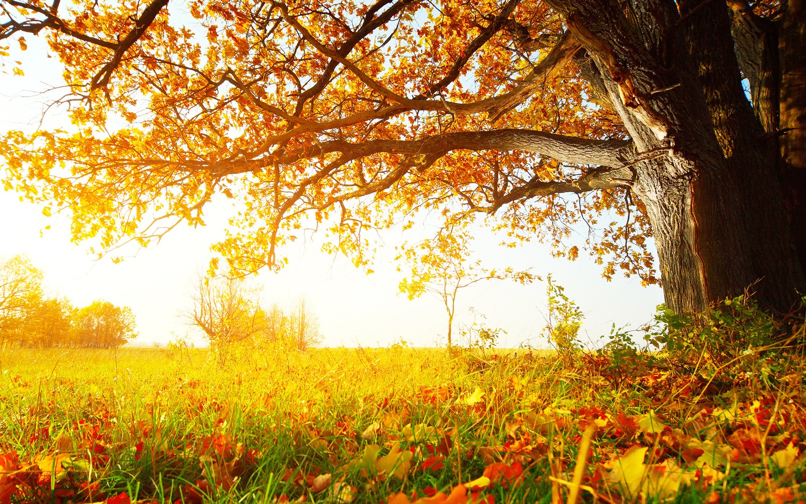 A tree with leaves on the ground and a field of grass (autumn, nature, tree, leaf, yellow)