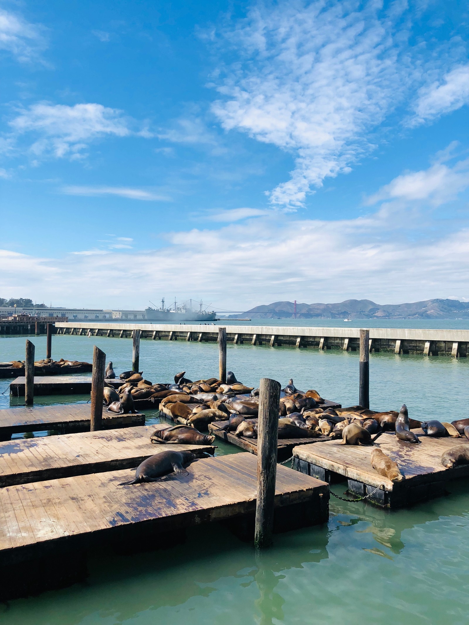 Jirafas sentadas en el muelle en el agua (muelle, san francisco, mar, agua, nube)