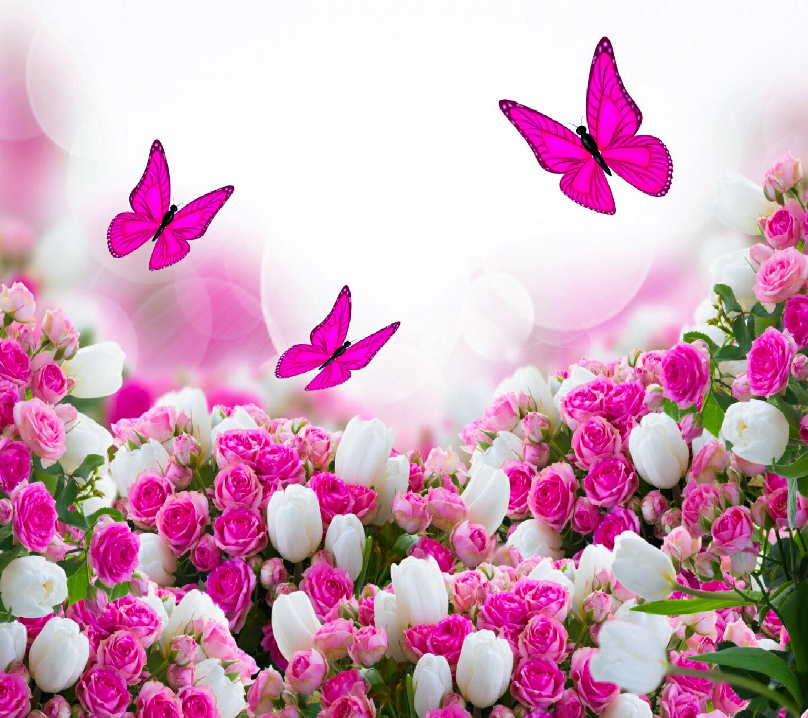 Butterflies flying over a field of pink and white flowers (flowers, hd wallpaper, new, nice)