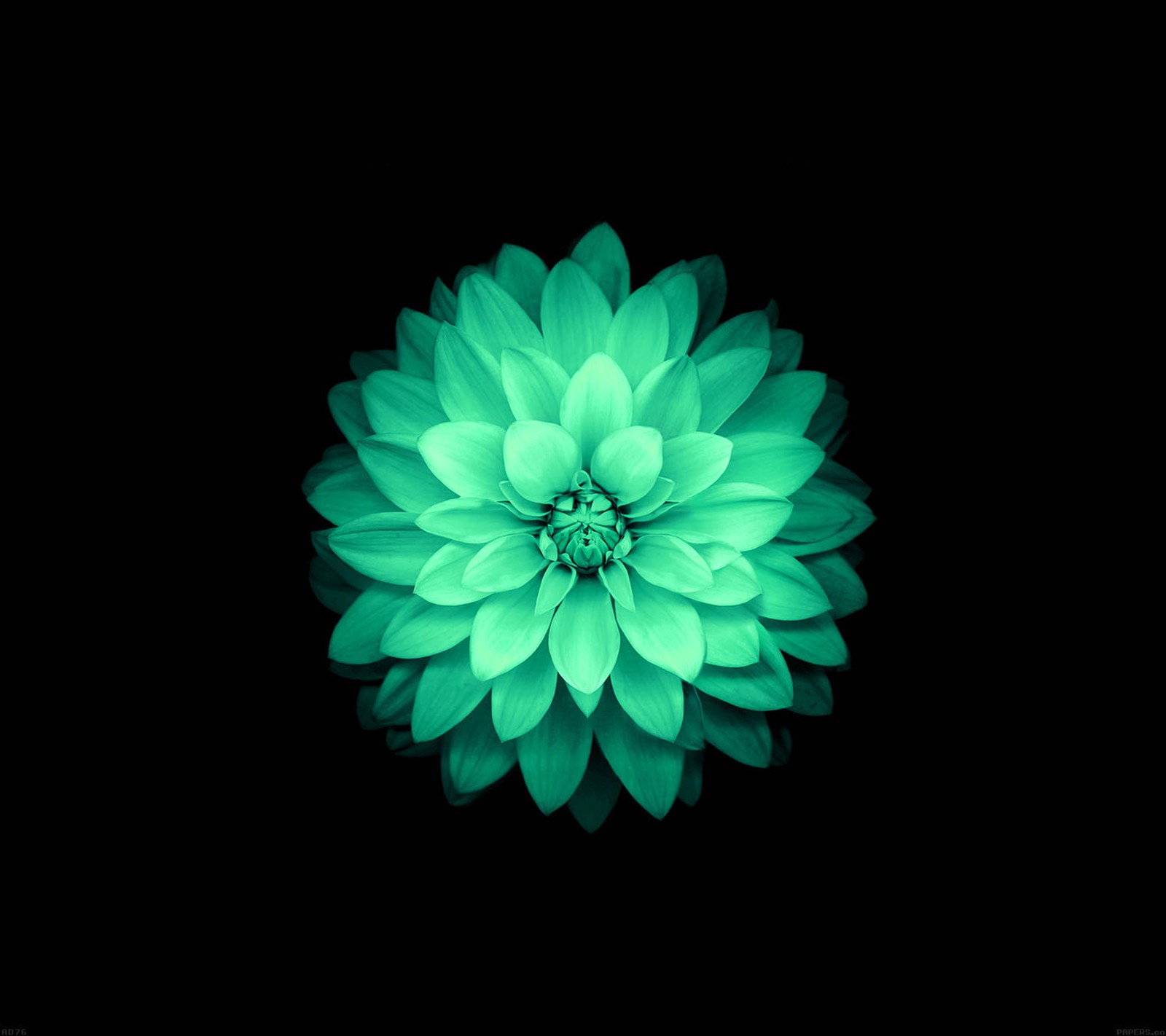 A close up of a green flower on a black background (beautiful, color, flower, green, lotus)