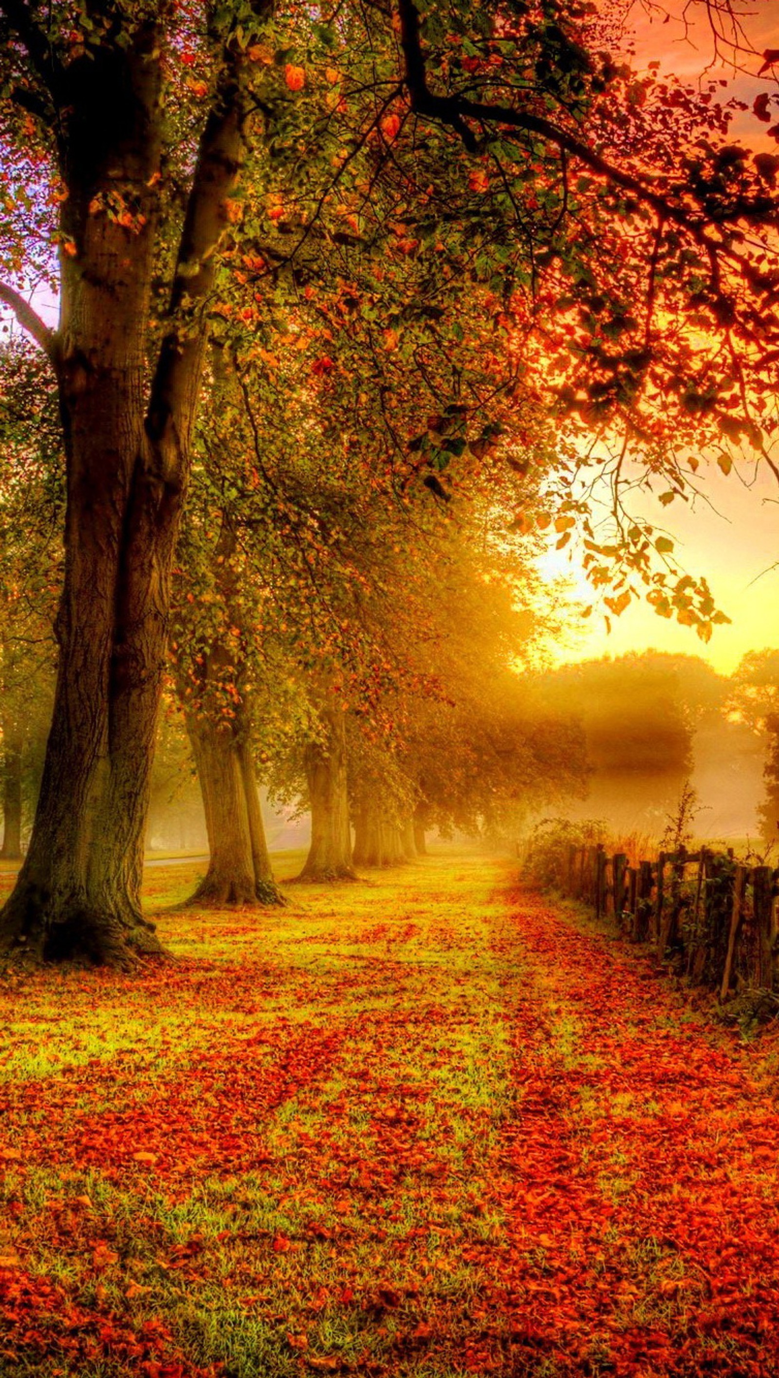 Une vue d'un parc avec un banc et des arbres en automne (automne, forêt)