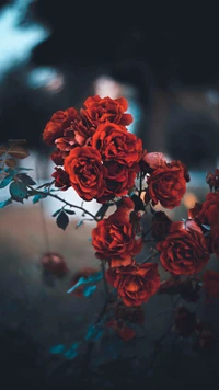 Blurred Blue Background with Vibrant Red Roses