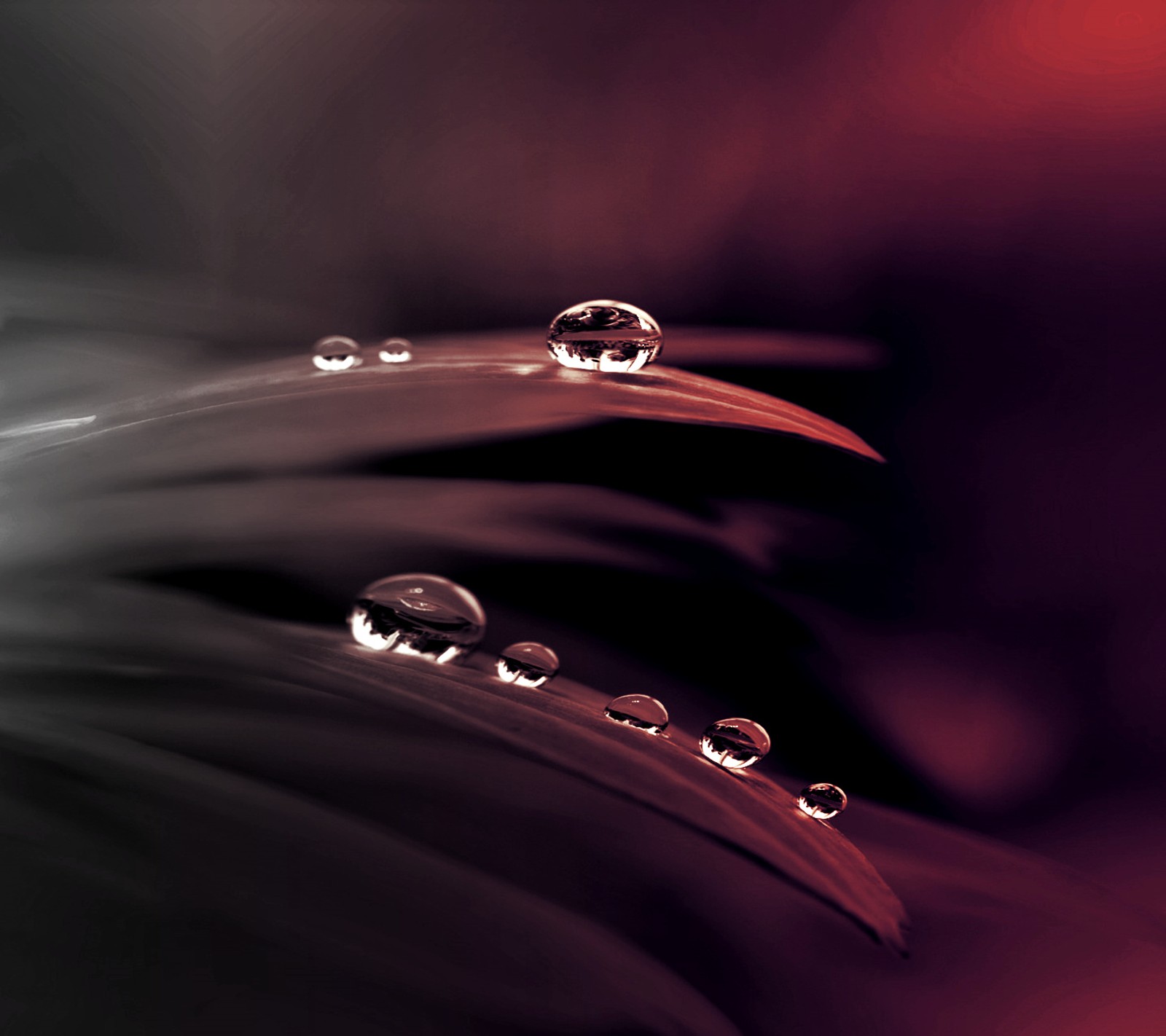 A close up of a flower with water droplets on it (nature, raindrops)