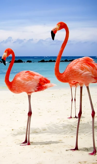 birds, lake, sands, sea, water