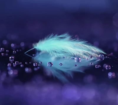 blue, drops, feather