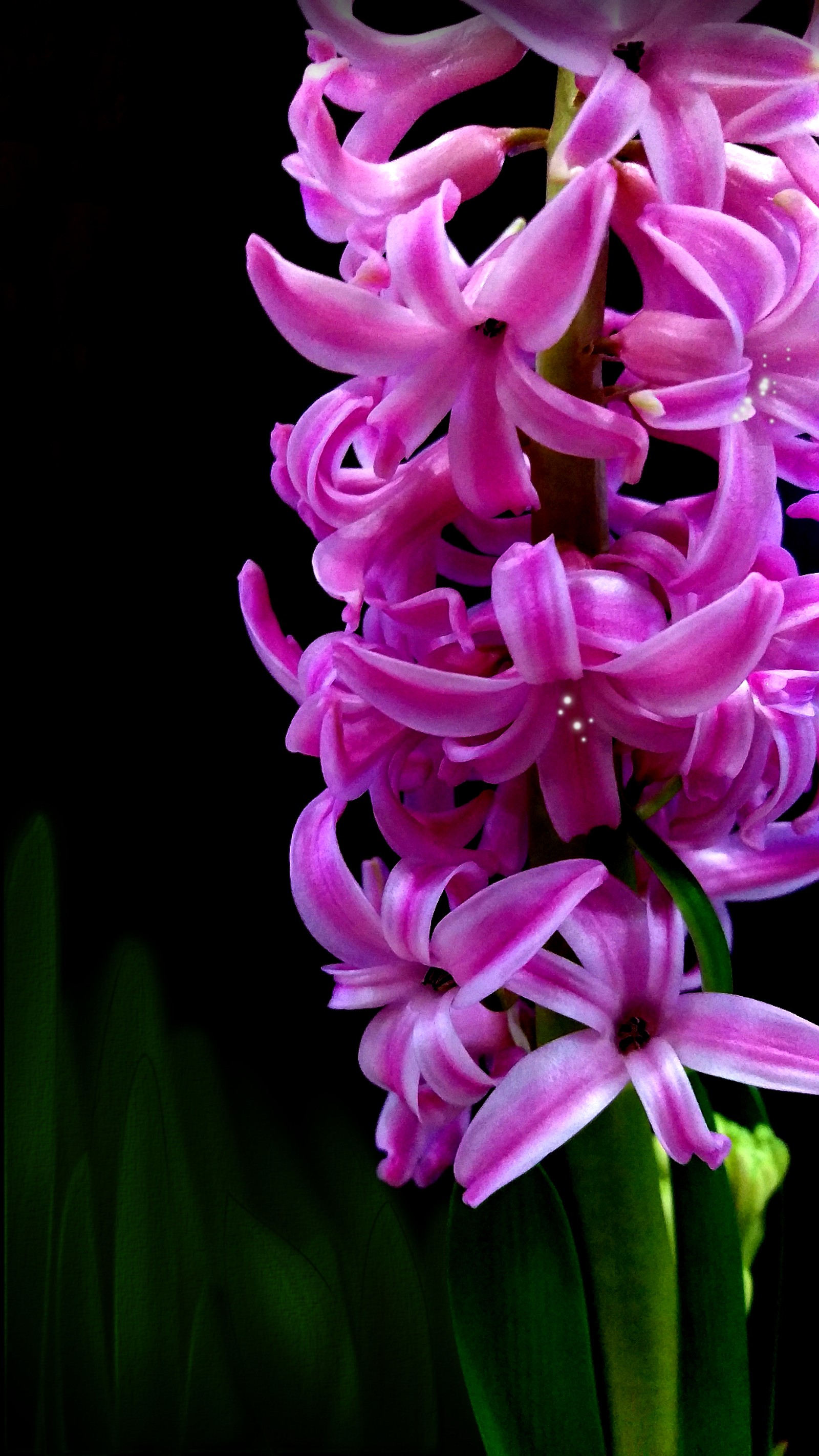 Hay una flor rosa que crece en la oscuridad (negro, oscuro, flor, verde, hiacynt)