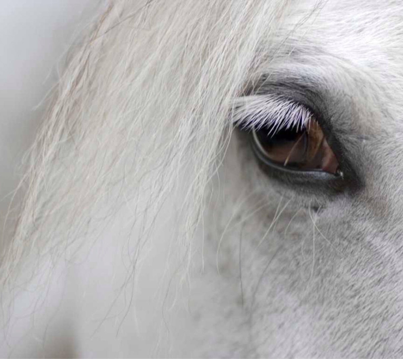 Lade augen, gesicht, kopf, pferd, blick Hintergrund herunter