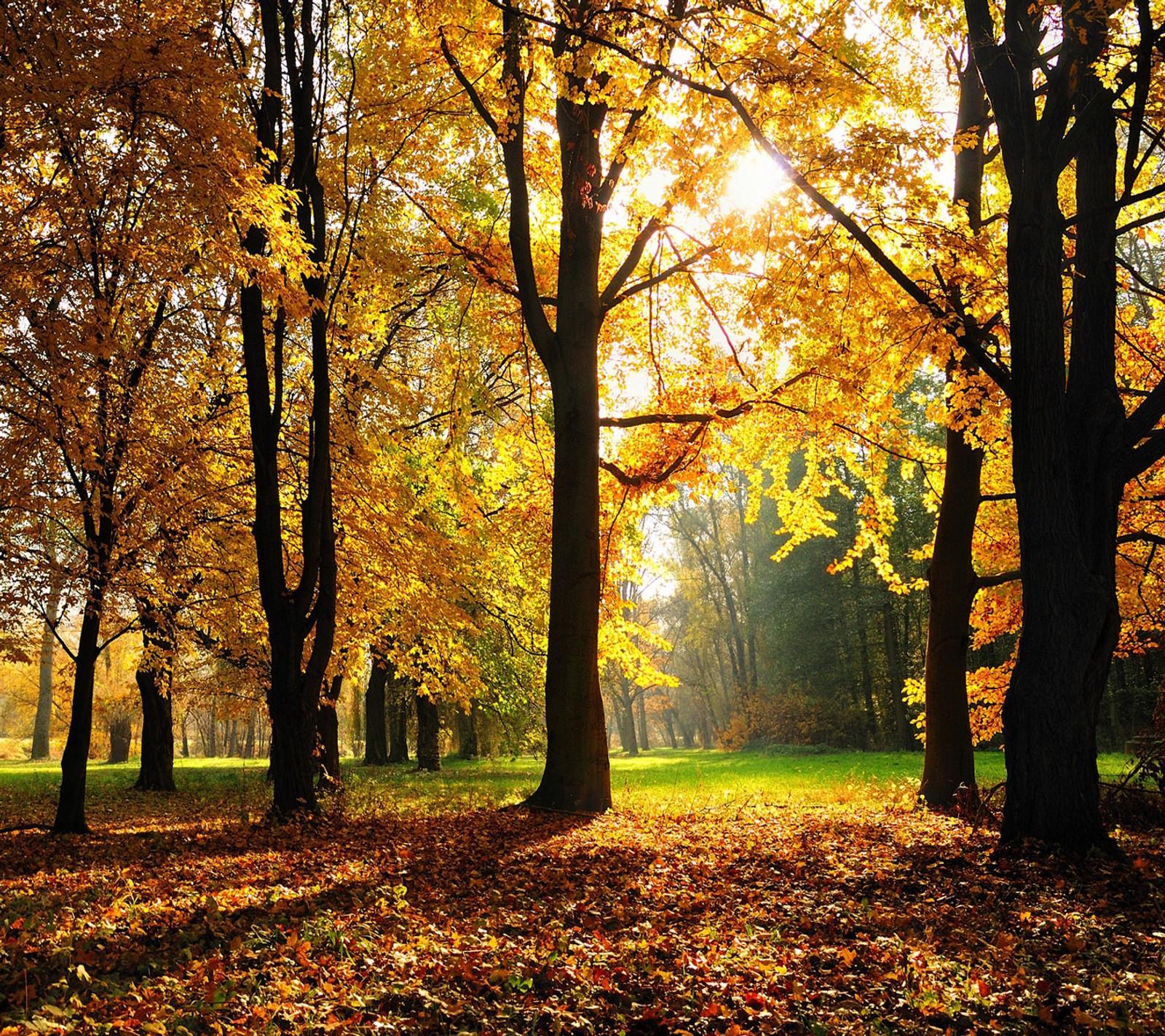 Lade herbstsaison, nexus, hintergrundbild herunter