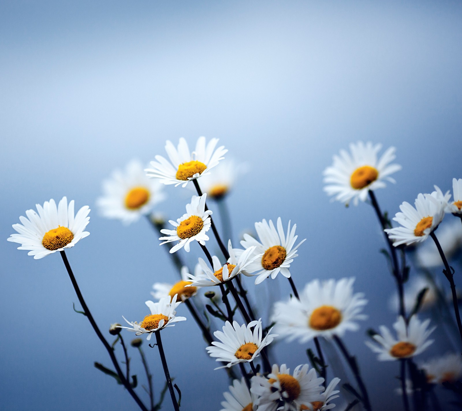 4k, daisy, flowers, hd, light wallpaper