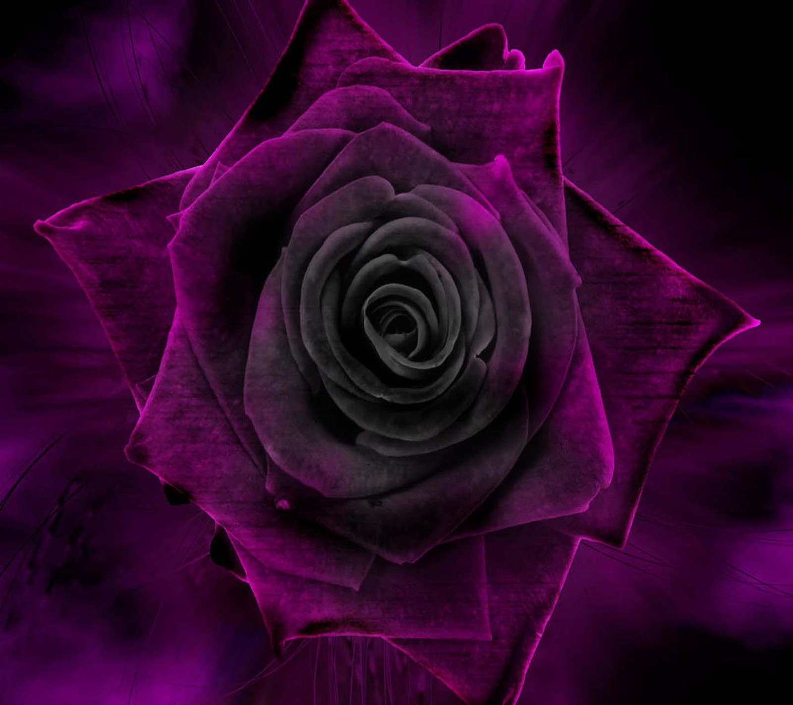 Uma rosa roxa com um centro preto e um fundo roxo (roxo escuro, rosa)