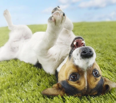 fofo, cachorro, engraçado, jack russell, filhote