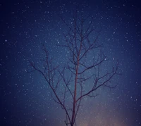 Sternenhimmel mit einem silhouettierten Baum in Belgrad