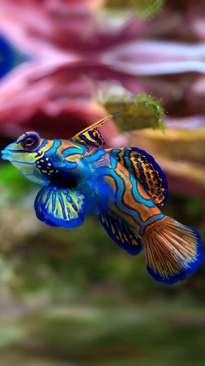 aquarium, chic, poisson, mandarinfish, synchiropus splendidus