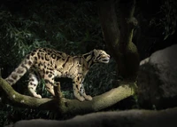 Majestuoso leopardo nublado posado en una rama de árbol, mostrando su impresionante pelaje y mirada aguda en un sereno entorno de vida salvaje.