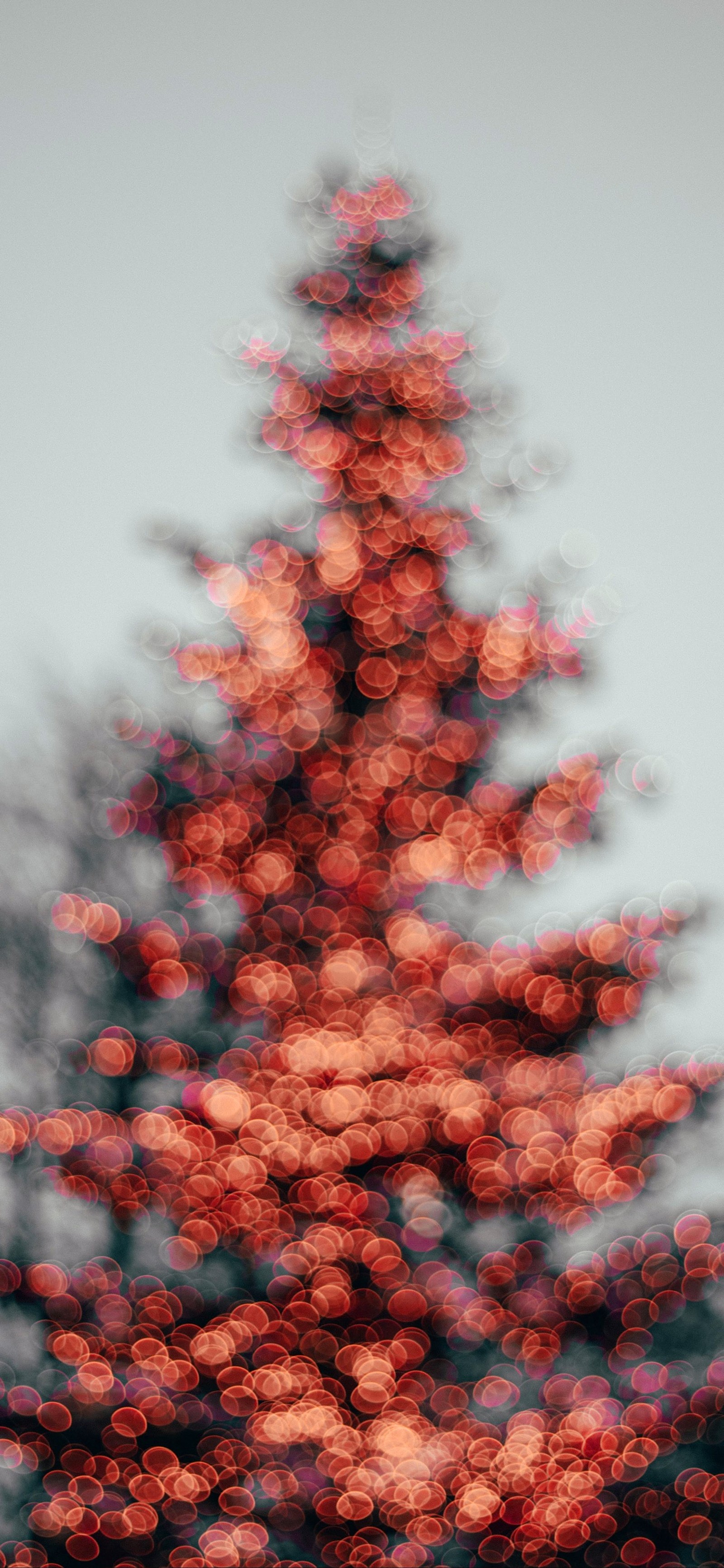 Téléchargez le fond d'écran sapin de noël, motif, noël, plante, fleur