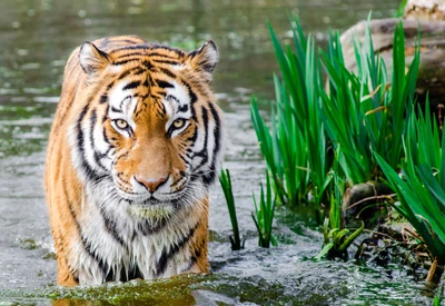 bengalischer tiger, tiger, wildleben, landsäugetier, sibirischer tiger