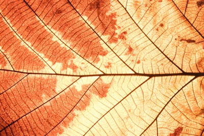 leaf, maple leaf, plant, line, autumn