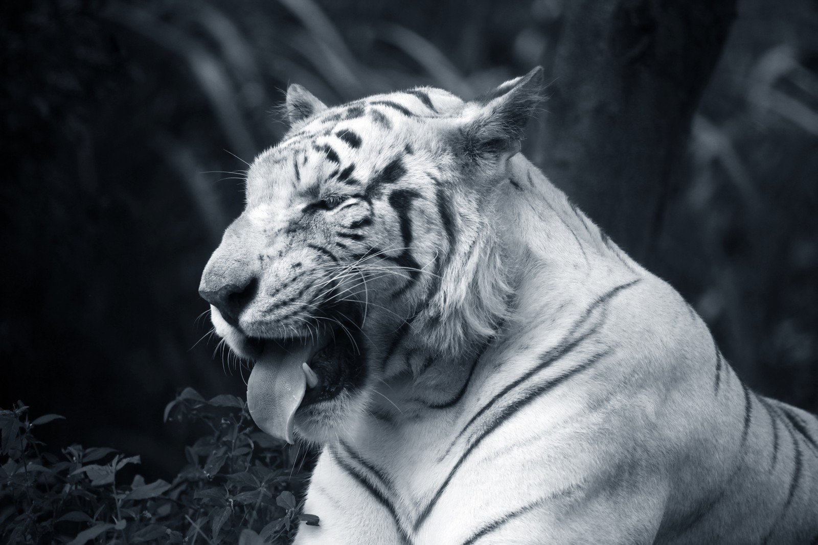 Une girafe assise dans l'herbe avec sa langue dehors (tigre blanc, tigre du bengale, felidae, grand félin, noir et blanc)