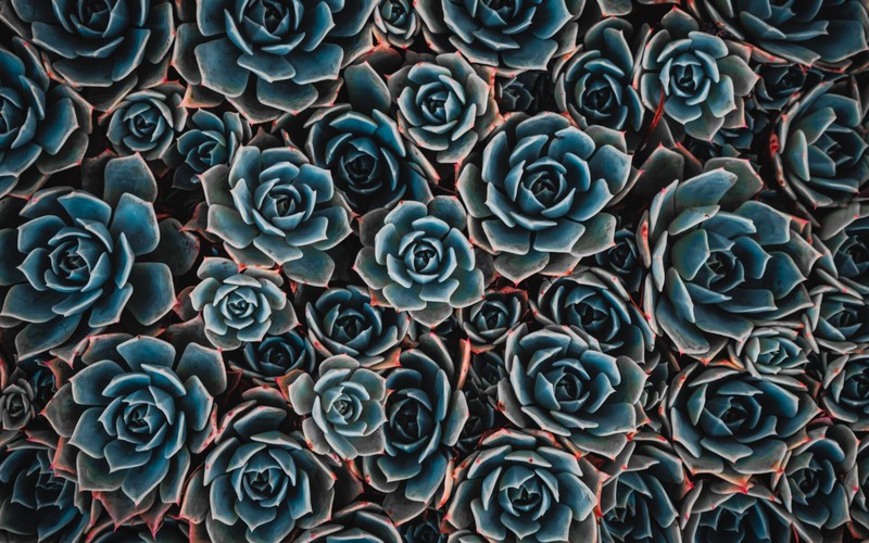 Близкий план группы синих цветов с красными стеблями (teal flowers, echeveria, цветущее растение, 5k, цветы)