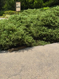 Lush shrubland with evergreen groundcover and a gravel pathway.